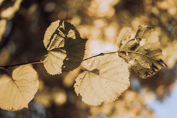 Selective Focus Autumn Tree Leaves — Stock Photo, Image