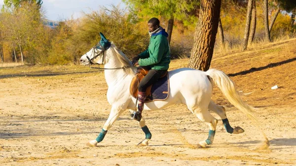 Jóquei Macho Montando Cavalo Branco Para Treinar Contra Árvores Outonais — Fotografia de Stock