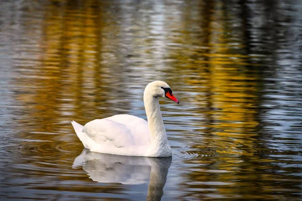 日出时湖中一只美丽的天鹅 — 图库照片