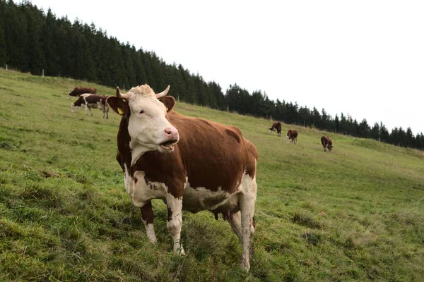 Крупный План Мычащей Коровы Больше Коров Задний План Рампе — стоковое фото