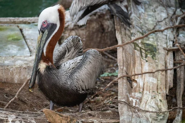 Close Pelicano Repouso Zoológico — Fotografia de Stock