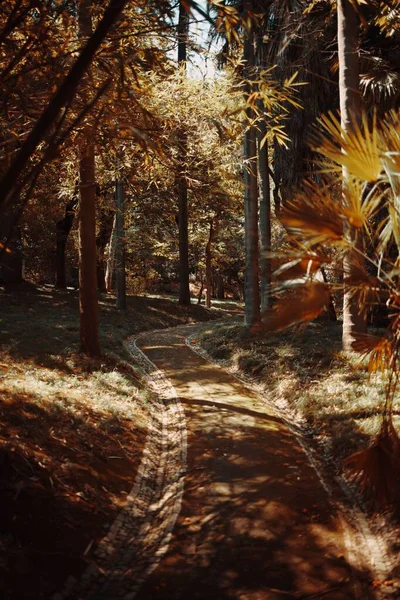 태양이 내리쬐는 의나무들 수직으로 — 스톡 사진
