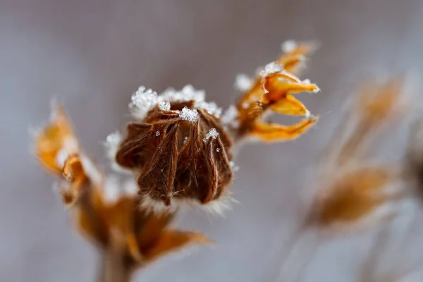 在模糊的背景下 有雪花的冰冻种子头的选择焦点 — 图库照片