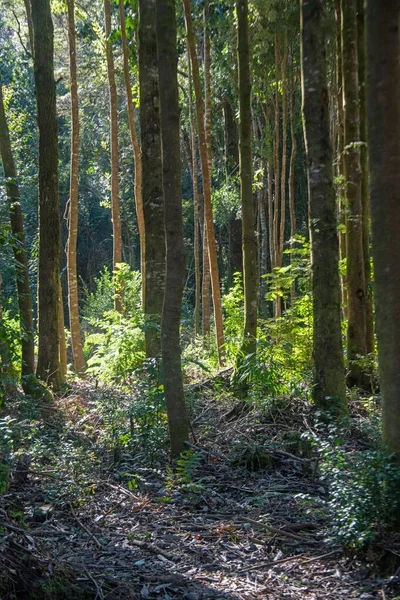 Vertikální Záběr Bujných Stromů Tenkými Kmeny Lese Chile — Stock fotografie