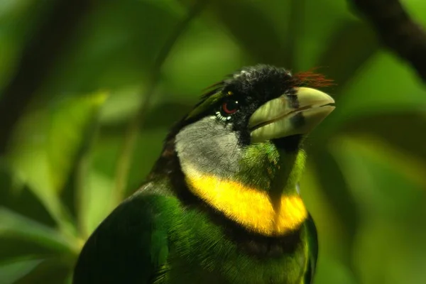 Closeup Shot Beautiful Green Fire Tufted Barbet Surrounded Green Leaves — Stock Photo, Image