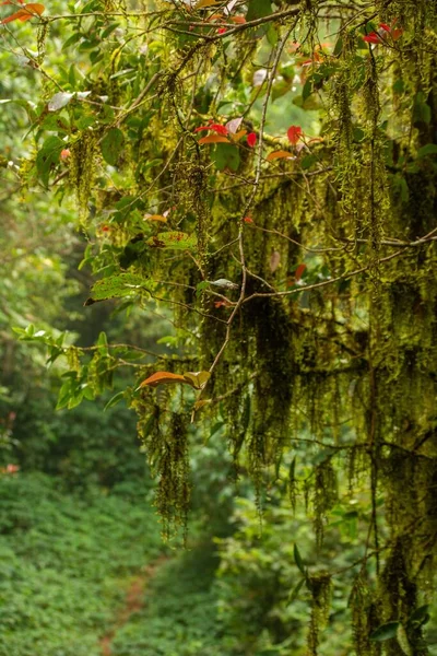 Pionowe Piękne Drzewo Łukowymi Gałęziami Bujnymi Liśćmi Lesie Deszczowym Zbliżenie — Zdjęcie stockowe
