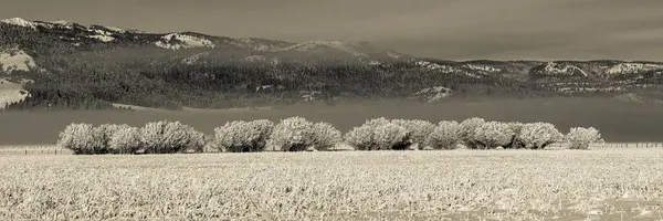 Panoramiczny Widok Pokryte Śniegiem Krzewy Mglistymi Górami Tle — Zdjęcie stockowe