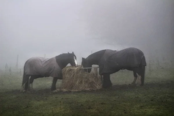 雾天两匹马吃麦子 — 图库照片