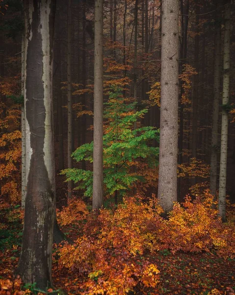 Zielone Małe Drzewo Otoczone Wysokimi Jesiennymi Drzewami Lesie — Zdjęcie stockowe