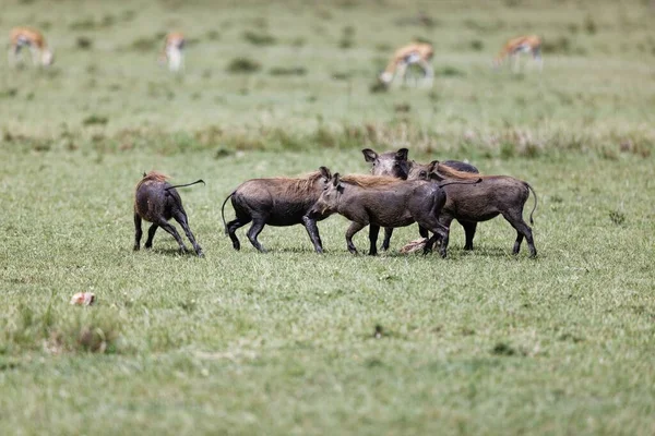 stock image a family of wart-hogs bonding in the Masai Mara, Kenya