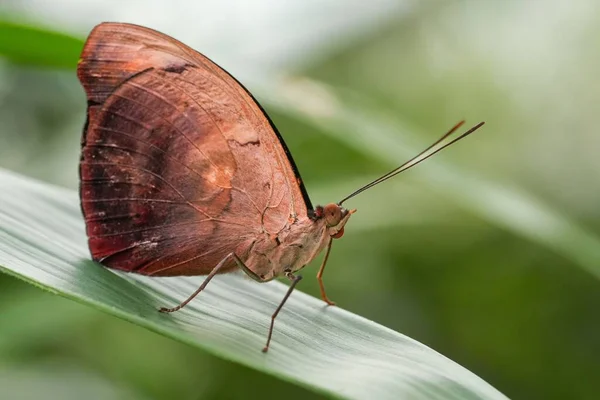 Een Macro Shot Van Een Prachtige Discophore Vlinder Een Plant — Stockfoto