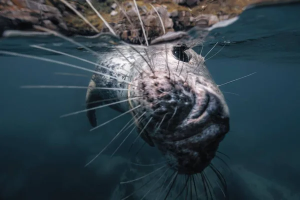 Крупный План Серого Тюленя Плавающего Водой Прозрачной Океанской Воде Острове — стоковое фото