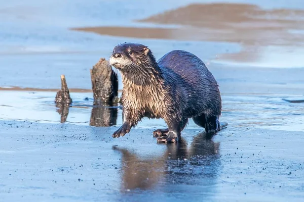 Wild River Otter New England — Stockfoto