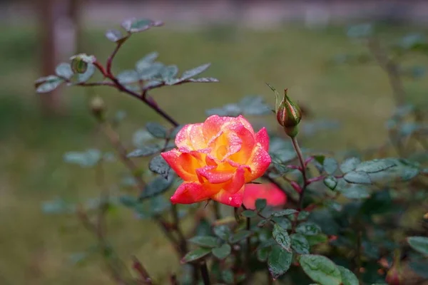 Eine Nahaufnahme Einer Rosa Und Gelben China Rosenblüte Auf Einem — Stockfoto