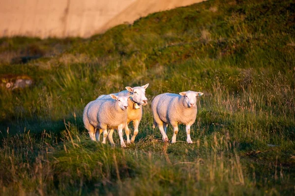 温暖的落日下 白羊在绿地里吃草 — 图库照片