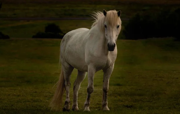 Cavalo Islandês Branco Campo — Fotografia de Stock