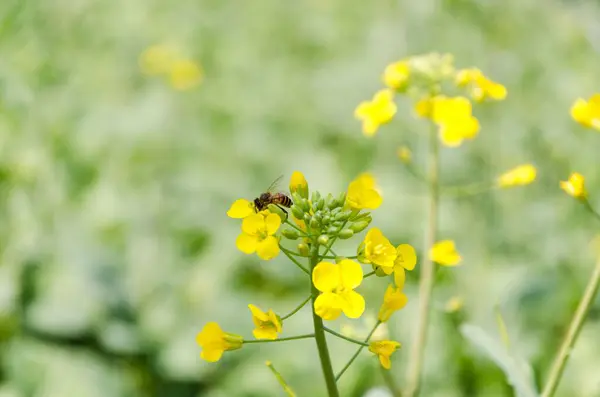 stock image A closeup of a bee collecting a nectar from a yellow flower on a blurry background