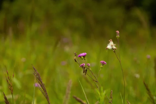 在一片绿油油美丽的田野里 有一朵爱米丽亚 桑奇福里的小花 — 图库照片