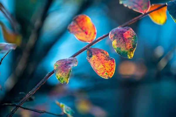 Selektywne Zbliżenie Ostrości Jaskrawo Kolorowych Liści — Zdjęcie stockowe