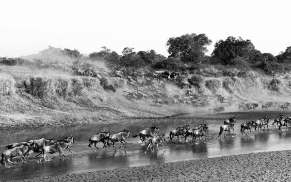 stock image A herd of running wildebeest in Maasai Mara National Reserve in Kenya