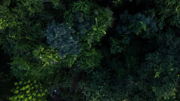 メキシコのカルメンの美しい森のトップビュー — ストック写真