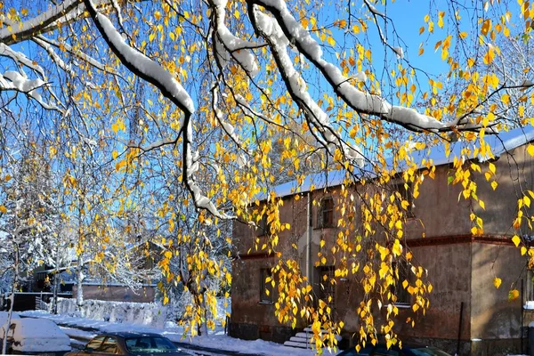 Las Hojas Amarillas Árbol Cubierto Nieve Día Soleado Invierno Parque —  Fotos de Stock