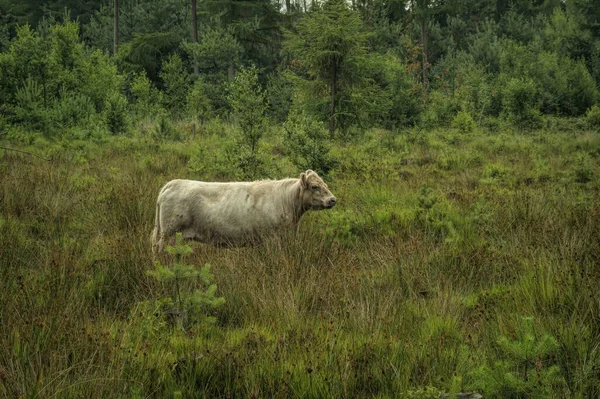 Gado Galloway Branco Seu Habitat Natural — Fotografia de Stock
