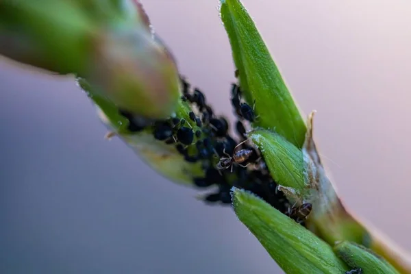 Makro Záběr Mravenců Zelenou Rostlinu — Stock fotografie