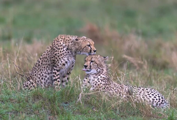 Cheetahs Masaimara Captured Last Trip Masaimara — Stock Photo, Image