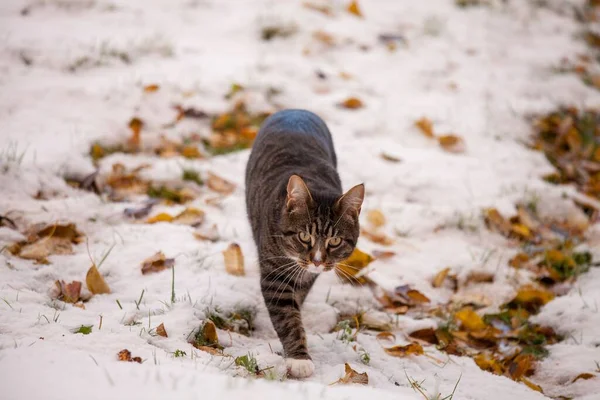 눈덮인 속에서 줄무늬 고양이의 아름다운 — 스톡 사진