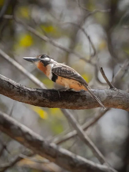 Kolombiya Kuş Sığınağı Nda Yaygın Bir Kingfisher Kuşu — Stok fotoğraf