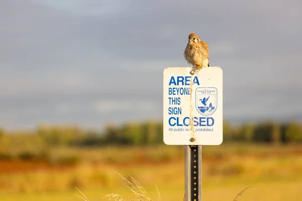 View American Kestrel Perching National Park Warning Sign — Stock Photo, Image