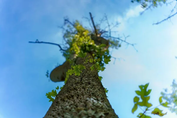 Strzał Wysokiego Tropikalnego Drzewa Przeciw Jasnemu Słońcu Niebo Tło — Zdjęcie stockowe