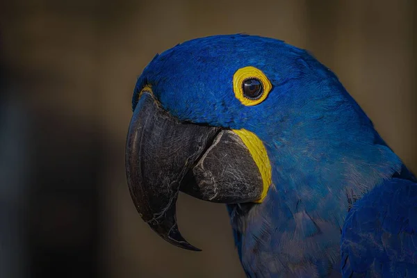一只蓝色金刚鹦鹉的特写镜头 它的眼睛周围有黄色的圆圈 嘴巴很漂亮 — 图库照片
