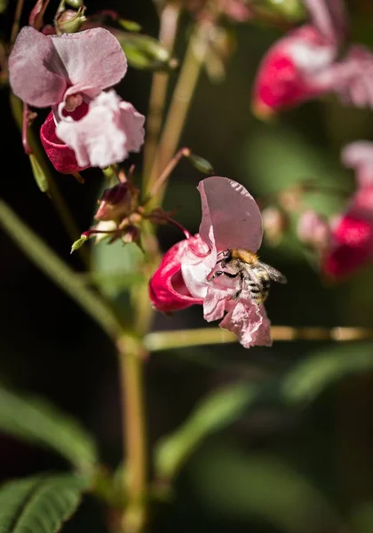 Tiro Seletivo Foco Uma Abelha Que Alimenta Por Uma Flor — Fotografia de Stock