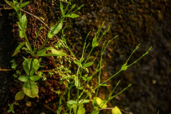 Primer Plano Plantas Arenisca Tres Nervios Que Crecen Fuera Del —  Fotos de Stock