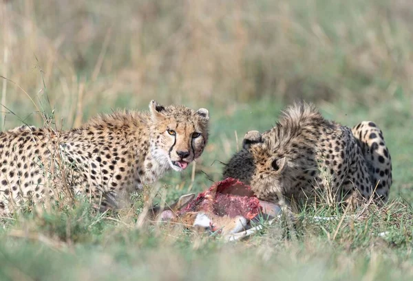 Gepardi Masaimara Zajati Při Poslední Cestě Masaimary — Stock fotografie