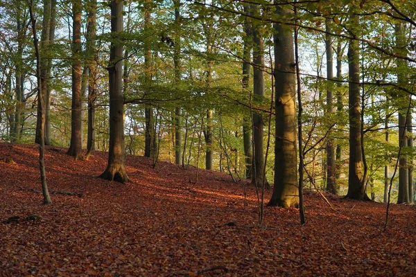 Ağaçlarla Dolu Bir Sonbahar Ormanı — Stok fotoğraf