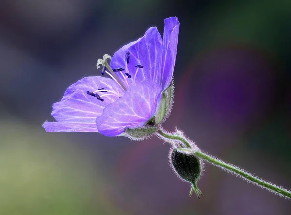 Медоу Самый Распространенный Яркий Наших Родных Гераней Голубые Цветки Летом — стоковое фото