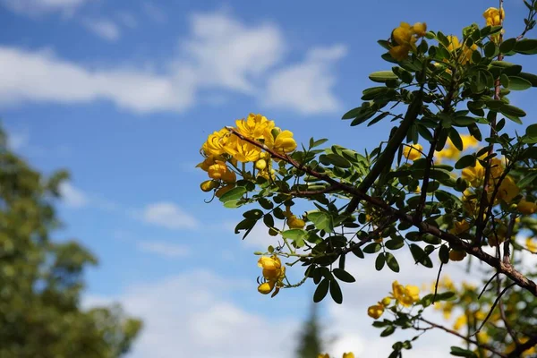 Низкий Угол Желтых Цветов Senna Bicapsularis Дереве Голубым Небом — стоковое фото