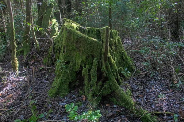 Eine Nahaufnahme Von Einem Baumstumpf Der Einem Wald Mit Grünem — Stockfoto