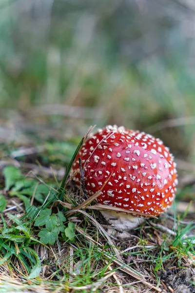 Vertical Selective Focus View Fly Agaric Mushroom — Stock Photo, Image