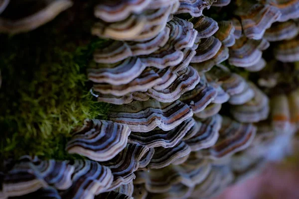 トルコの尾の真菌の美しい背景 — ストック写真