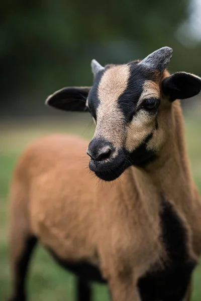 一只喀麦隆羊羔在草地上的垂直特写模糊了背景 — 图库照片
