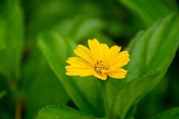 一只明亮的新加坡雏菊的特写 背景是绿色的 自然的 — 图库照片