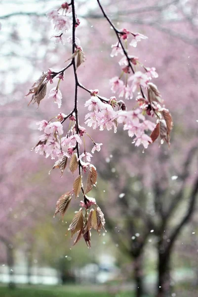 Close Shot Cherry Blossom Flowers Soft Blurry Background — Stock Photo, Image