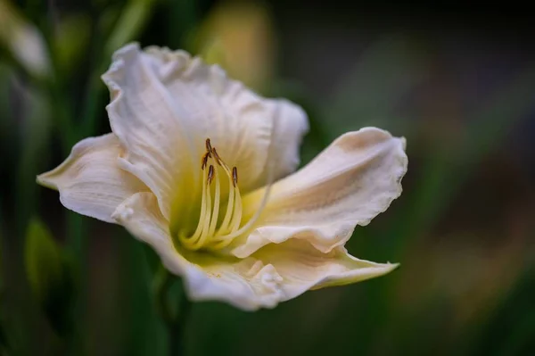 Close Uma Flor Lílio Branco — Fotografia de Stock
