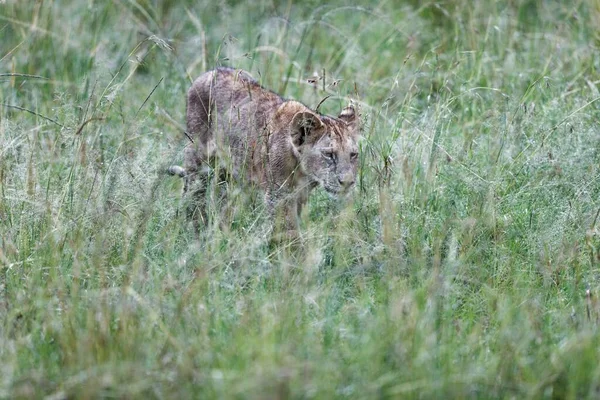 A cute lion cub walking through a grass field in the Masai Mara, Kenya