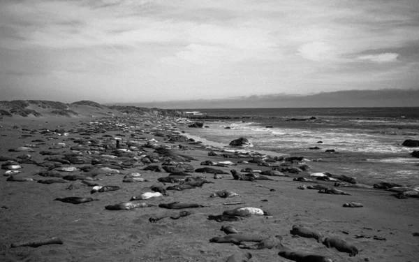 Šedivý Záběr Tuleňů Ležících Pobřeží Tichého Oceánu Kalifornii — Stock fotografie