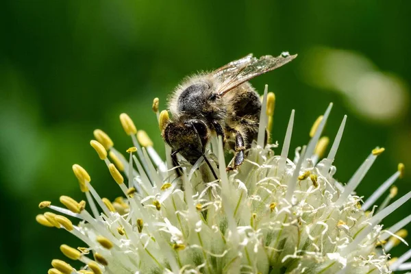 Macro Ape Che Raccoglie Polline Dal Fiore — Foto Stock